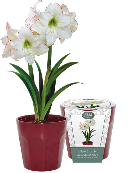 Amaryllis Picotee
